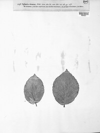 Mycosphaerella atomus image